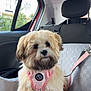 animal, car_interior, car_seat_cover, cute, dog, dog_harness, domestic_animal, fluffy, furry, indoor, leash, looking, pet, resting, seat, small_dog, transportation, vehicle, window, young_dog