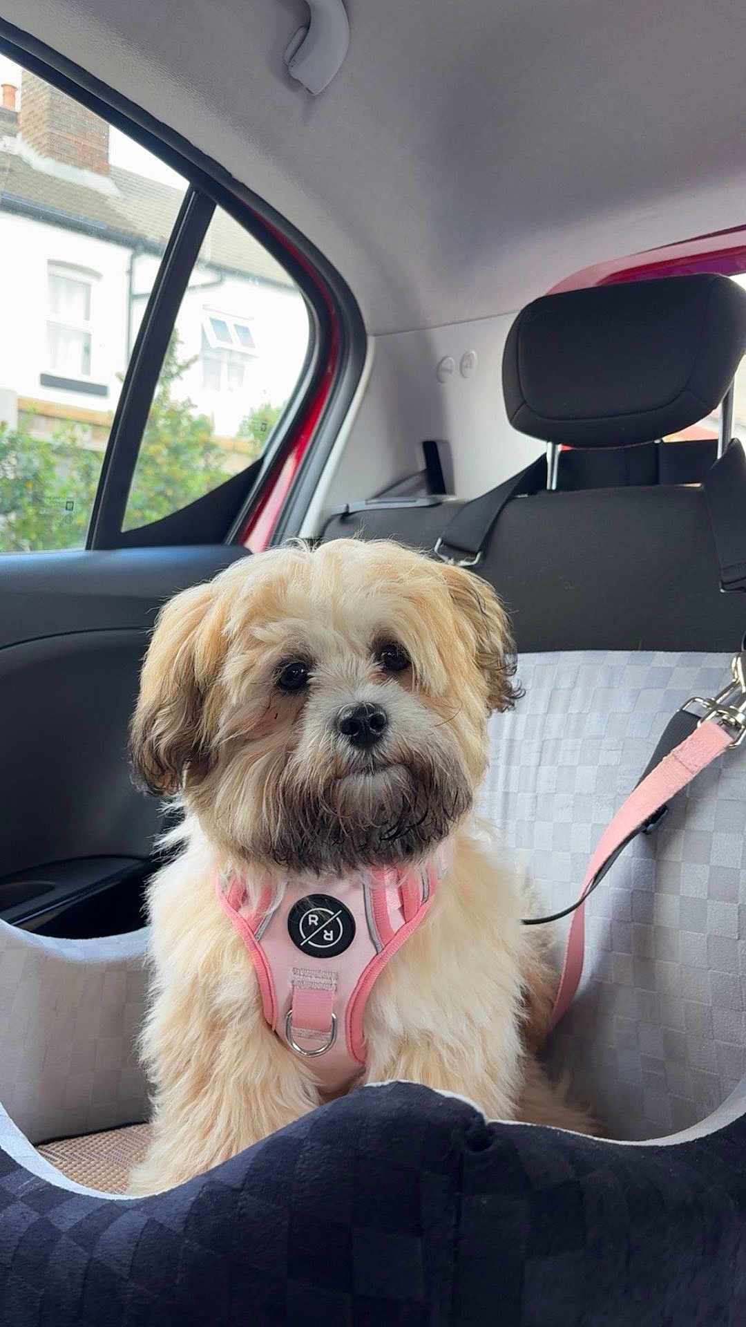 Mabel joined the competition — help win amazing prizes! animal, car_interior, car_seat_cover, cute, dog, dog_harness, domestic_animal, fluffy, furry, indoor, leash, looking, pet, resting, seat, small_dog, transportation, vehicle, window, young_dog