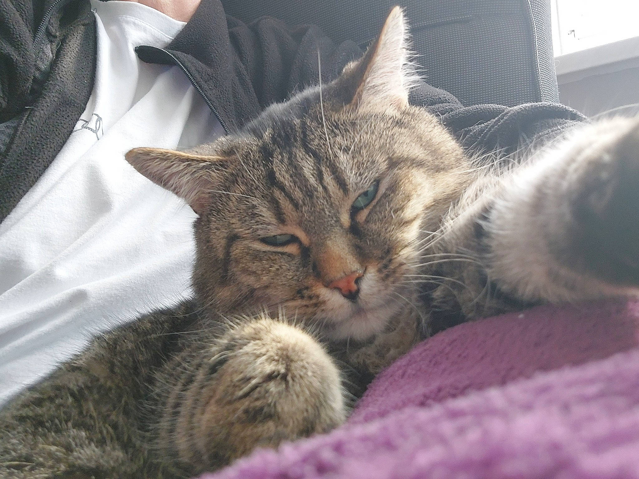 Omaley participe au concours pour gagner de l'argent avec cette photo : carnivore, cat, claw, collar, comfort, domestic_short_haired_cat, dress_shirt, felidae, fur, grey, nap, paw, sleep, sleeve, small_to_medium_sized_cats, snout, terrestrial_animal, textile, tie, whiskers