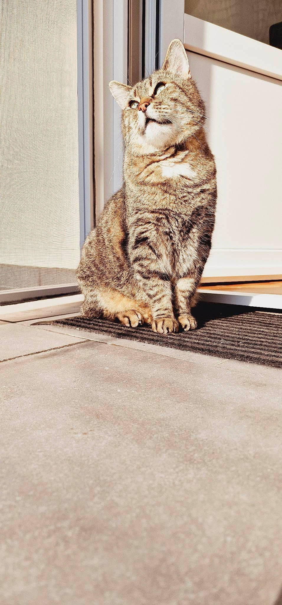 Omaley a rejoint le concours — aidez-le/la à gagner de superbes lots ! carnivore, cat, claw, domestic_short_haired_cat, felidae, flooring, fur, mat, paw, rectangle, road_surface, sitting, small_to_medium_sized_cats, snout, tail, terrestrial_animal, whiskers, wildlife, window, wood