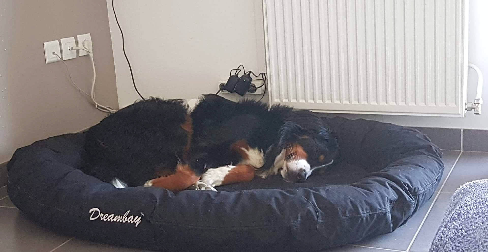 Falco participe au concours pour gagner de l'argent avec cette photo : bed, bernese_mountain_dog, canidae, carnivore, cat, comfort, companion_dog, couch, dog, dog_breed, furniture, nap, sporting_group