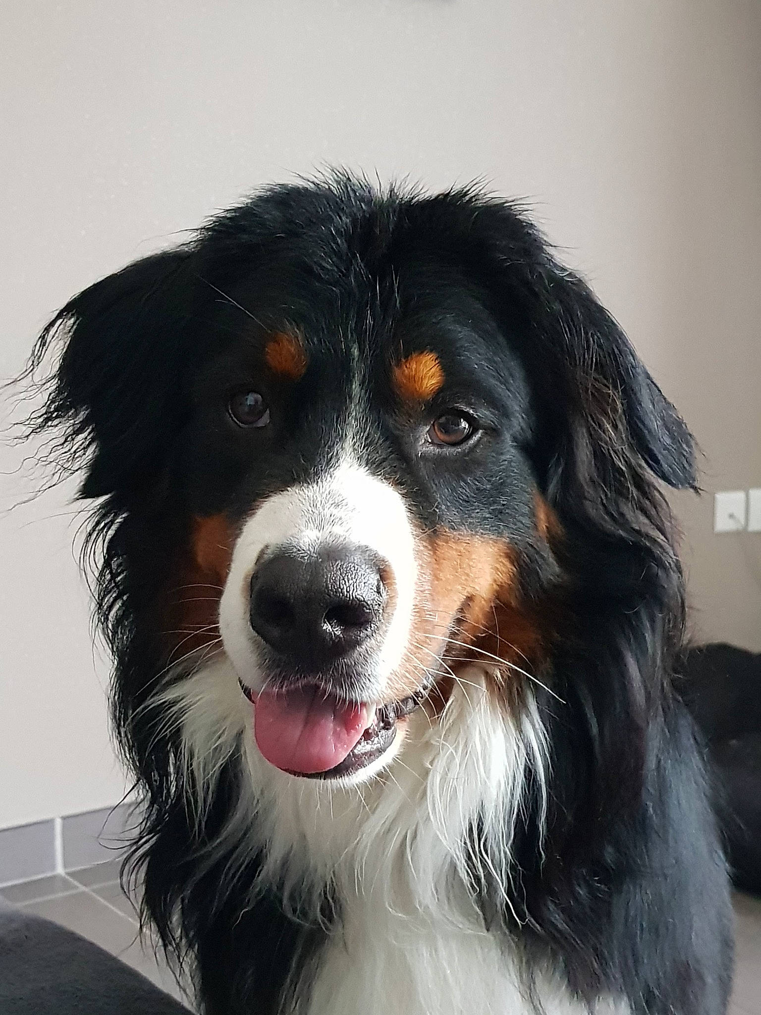 Falco participe au concours pour gagner de l'argent avec cette photo : australian_collie, australian_shepherd, bernese_mountain_dog, border_collie, canidae, carnivore, companion_dog, dog, dog_breed, english_shepherd, giant_dog_breed, herding_dog, mammal, rare_breed_dog, snout, sporting_group, vertebrate, welsh_sheepdog, working_dog