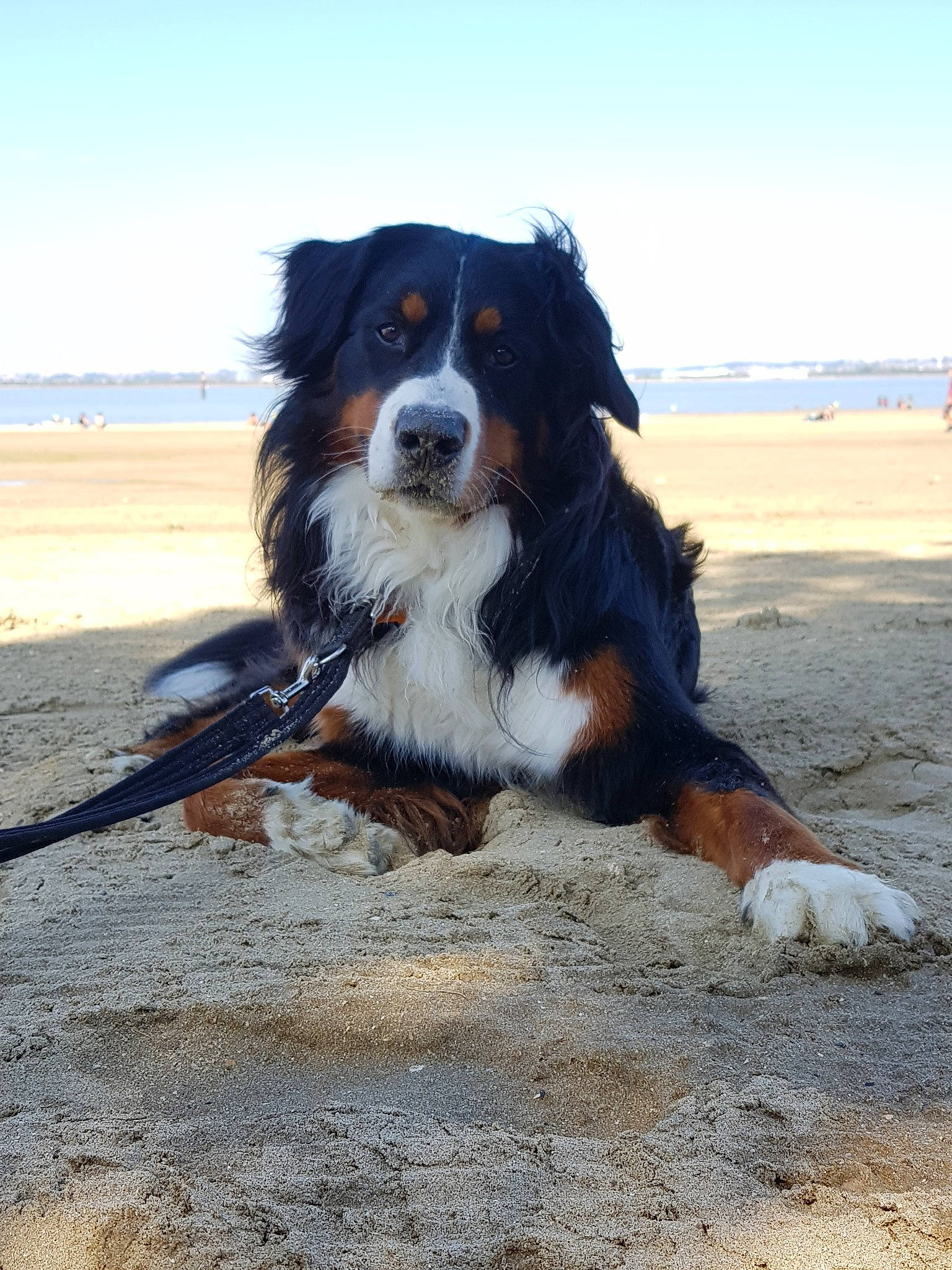 Falco participe au concours pour gagner de l'argent avec cette photo : appenzeller_sennenhund, australian_shepherd, beach, bernese_mountain_dog, canidae, carnivore, companion_dog, dog, dog_breed, english_shepherd, greater_swiss_mountain_dog, landscape, mammal, rare_breed_dog, snout, sporting_group, vertebrate, working_dog