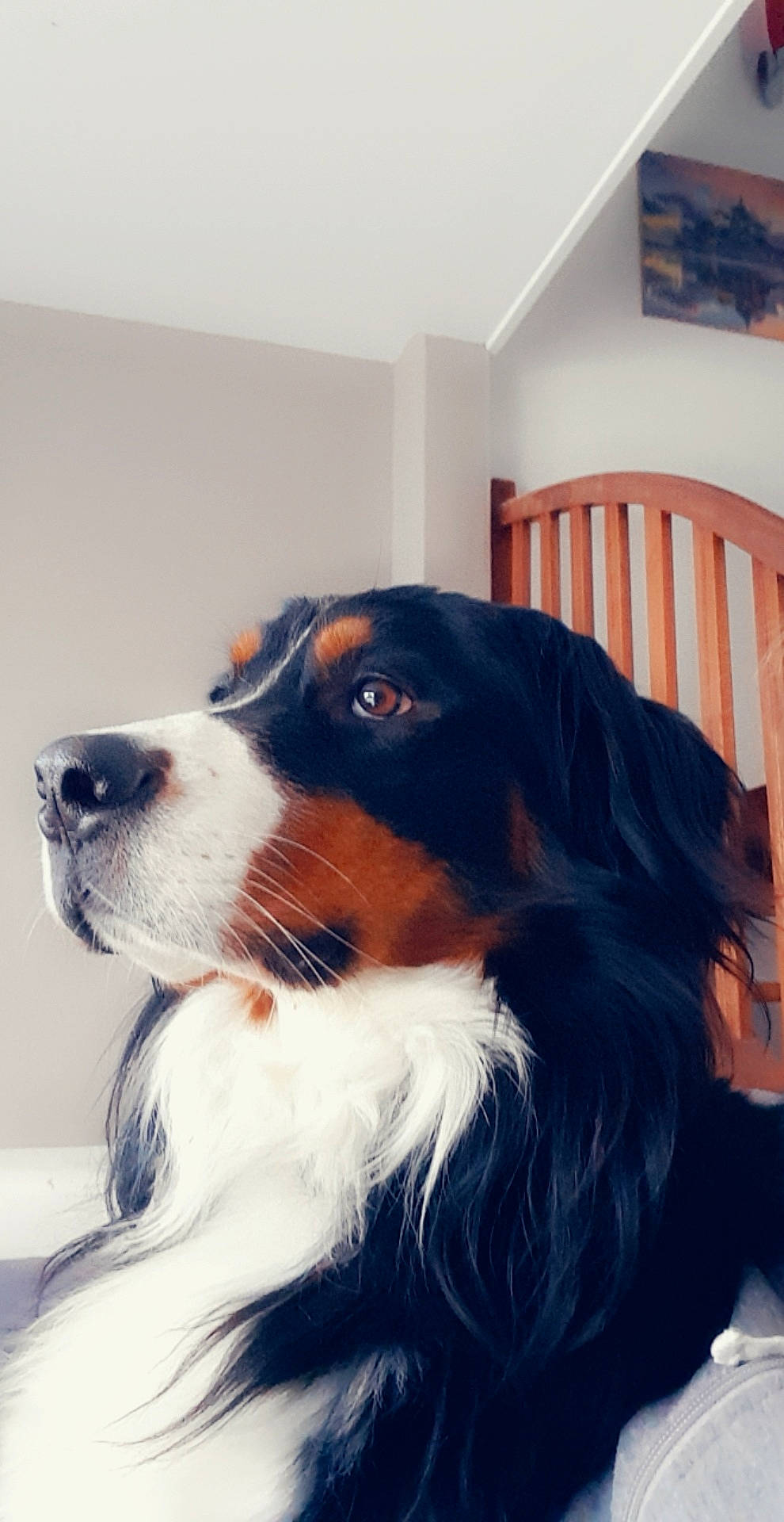 Falco a rejoint le concours — aidez-le/la à gagner de superbes lots ! appenzeller_sennenhund, australian_shepherd, bernese_mountain_dog, canidae, carnivore, companion_dog, dog, dog_breed, mammal, nose, puppy, rare_breed_dog, snout, sporting_group, vertebrate, working_dog