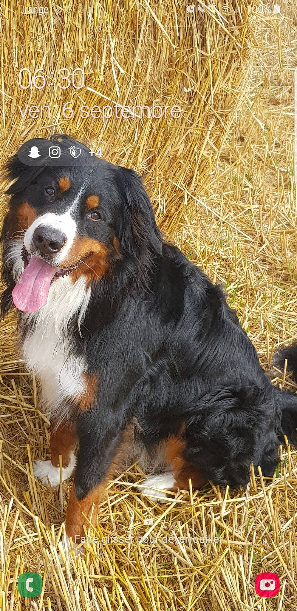 Falco participe au concours pour gagner de l'argent avec cette photo : appenzeller_sennenhund, australian_collie, bernese_mountain_dog, canidae, carnivore, companion_dog, dog, dog_breed, english_shepherd, entlebucher_mountain_dog, mammal, snout, sporting_group, vertebrate, working_dog