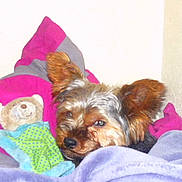 Diabolo a rejoint le concours — aidez-le/la à gagner de superbes lots !