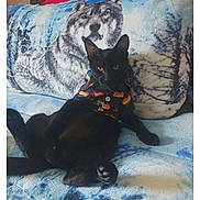 Guapo is registered to the contest to win money with this photo: animal, bedroom, black_cat, blanket, cat, colorful, cozy, cute, ears, feline, fur, home, indoor, lounge, paw, pet, rainbow, relaxed, shirt, wolf_pattern