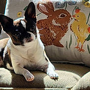 Alvin is registered to the contest to win money with this photo: animal, chick, companion, couch, cozy, cute, dog, domestic, embroidery, fabric, home, indoor, pet, pillow, rabbit, relaxing, resting, small_dog, sunlight, texture