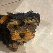 Amigo participe au concours pour gagner de l'argent avec cette photo : adorable, animal, black, brown, companion, cute, dog, domestic, ears, floor, fur, indoor, looking_up, mammal, pet, puppy, small, tile_floor, whiskers, young