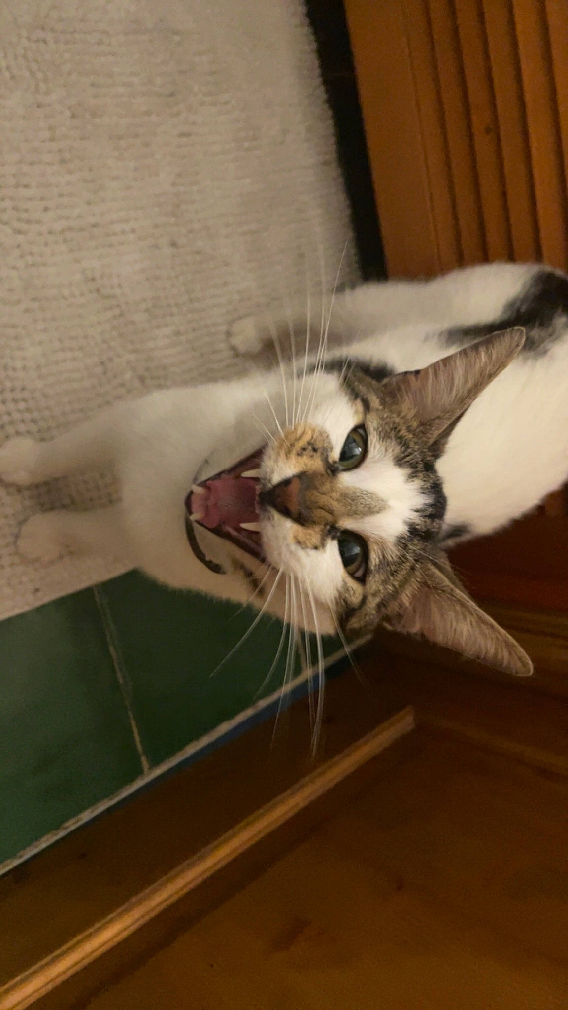 Foxy a rejoint le concours — aidez-le/la à gagner de superbes lots ! animal_shelter, carnivore, cat, claw, domestic_short_haired_cat, felidae, flooring, fur, paw, small_to_medium_sized_cats, tail, whiskers