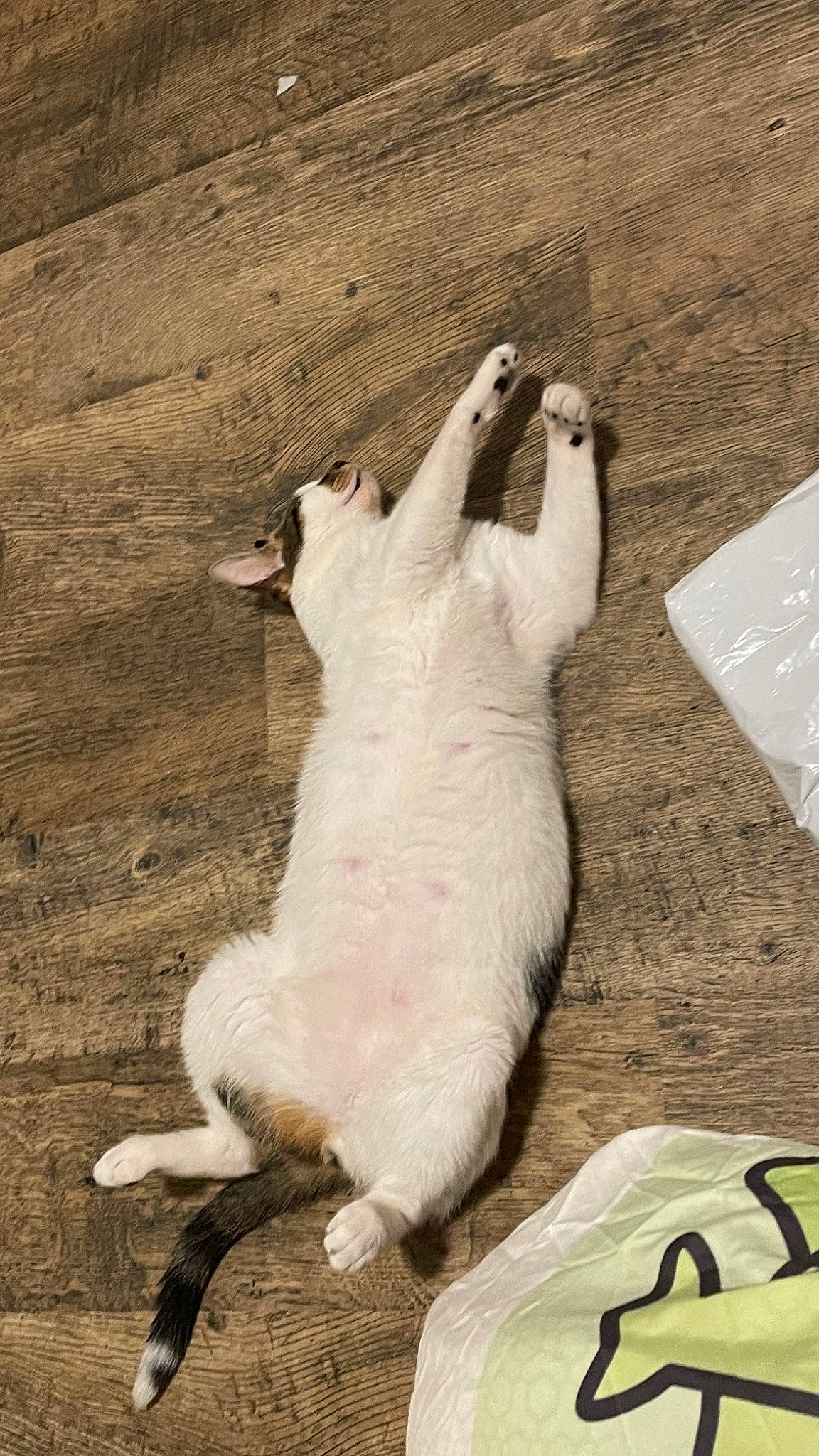 Foxy participe au concours pour gagner de l'argent avec cette photo : bag, carnivore, cat, comfort, companion_dog, dog_breed, domestic_short_haired_cat, fawn, felidae, foot, fur, human_leg, luggage_and_bags, paw, small_to_medium_sized_cats, tail, terrestrial_animal, toy, whiskers, wood