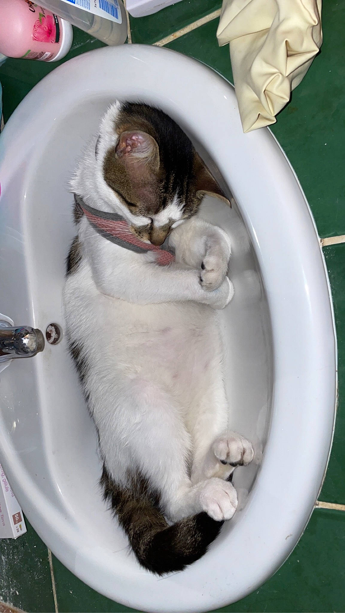 Foxy a rejoint le concours — aidez-le/la à gagner de superbes lots ! carnivore, cat, circle, comfort, domestic_short_haired_cat, felidae, fish, fish_products, fur, oily_fish, pet_supply, plumbing, plumbing_fixture, small_to_medium_sized_cats, snout, tail, water, whiskers, white