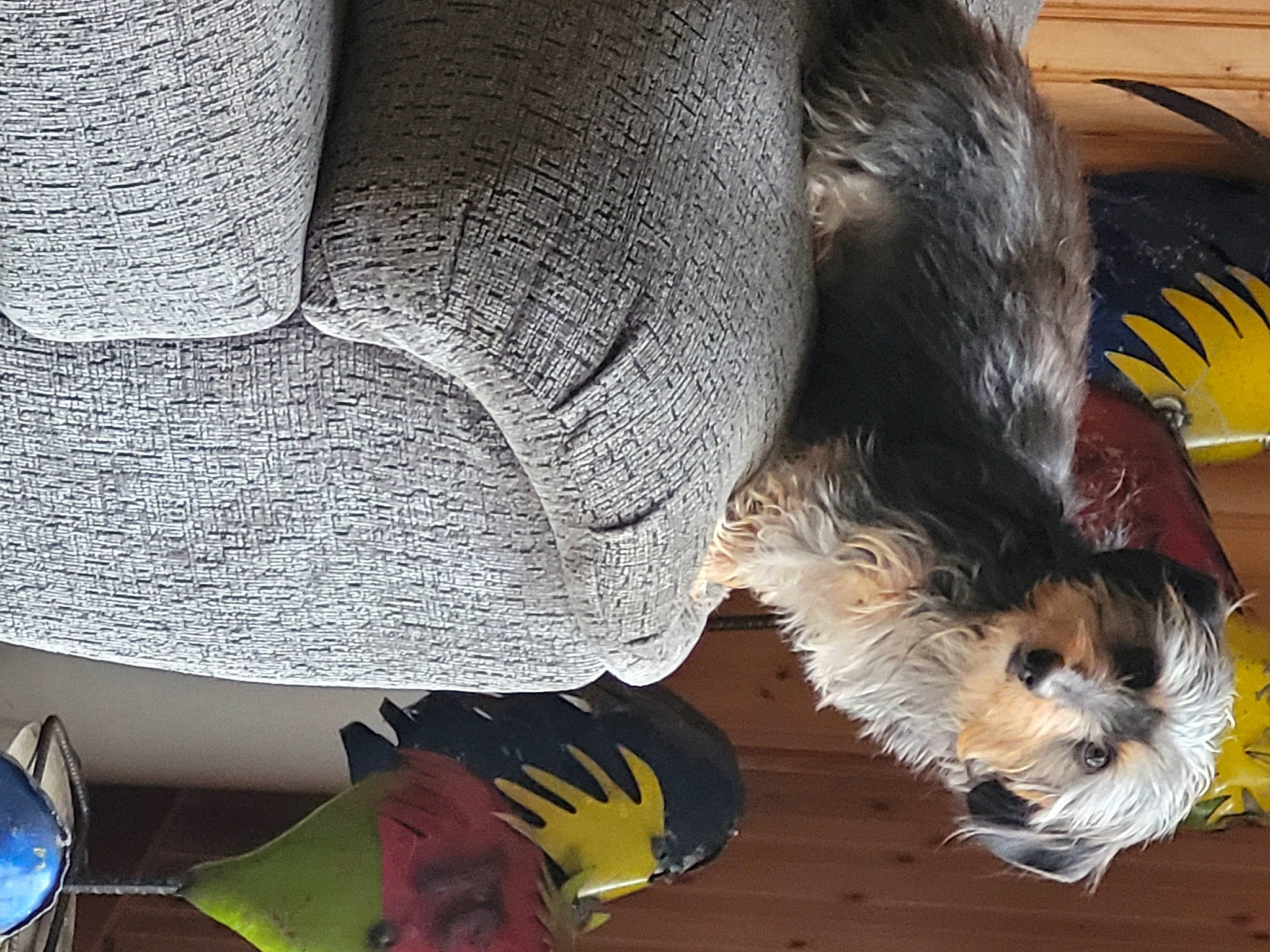 Victor is registered to the contest to win money with this photo: automotive_tire, carnivore, comfort, companion_dog, dog, dog_breed, fawn, feather, felidae, flooring, fur, human_leg, paw, small_to_medium_sized_cats, snout, sporting_group, tail, terrier, toy_dog, whiskers