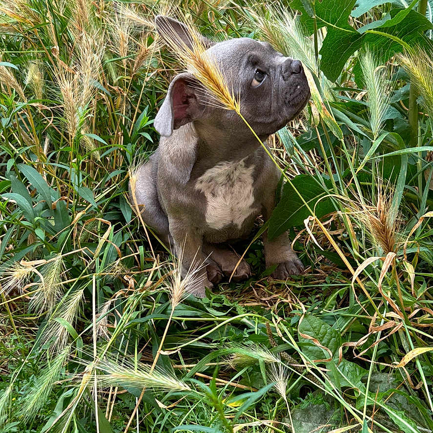 Bella participe au concours pour gagner de l'argent avec cette photo : animal, boxer, bulldog, canine, dog, fox, frenchbulldog, grass, herbal, hog, kitfox, koala, leaf, pet, pig, pitbull, plant, pointer, puppy, snout