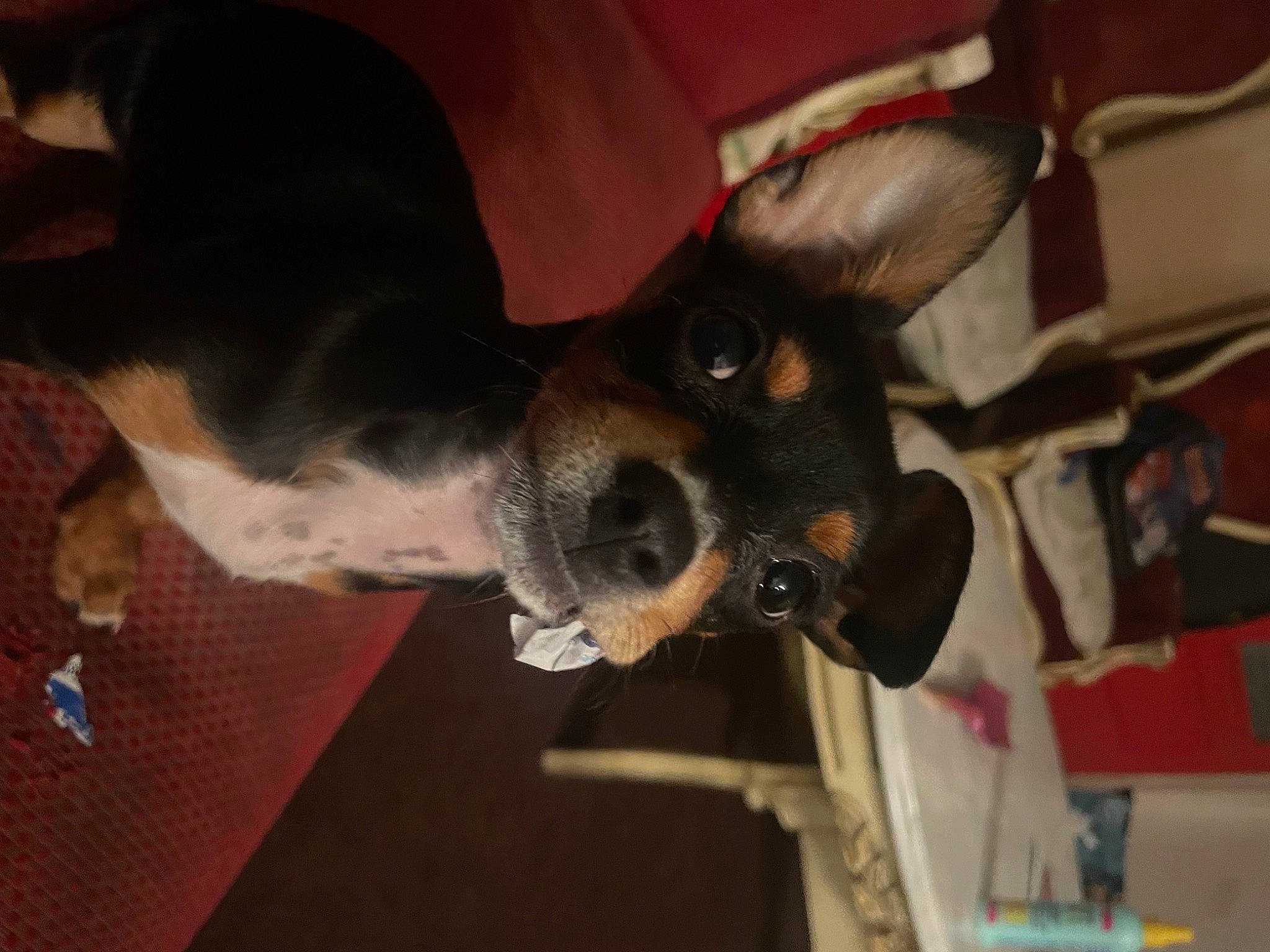 Travi is registered to the contest to win money with this photo: canidae, carmine, carnivore, collar, companion_dog, dog, dog_breed, ear, fawn, fur, non_sporting_group, snout, sporting_group, toy_dog, whiskers, working_animal