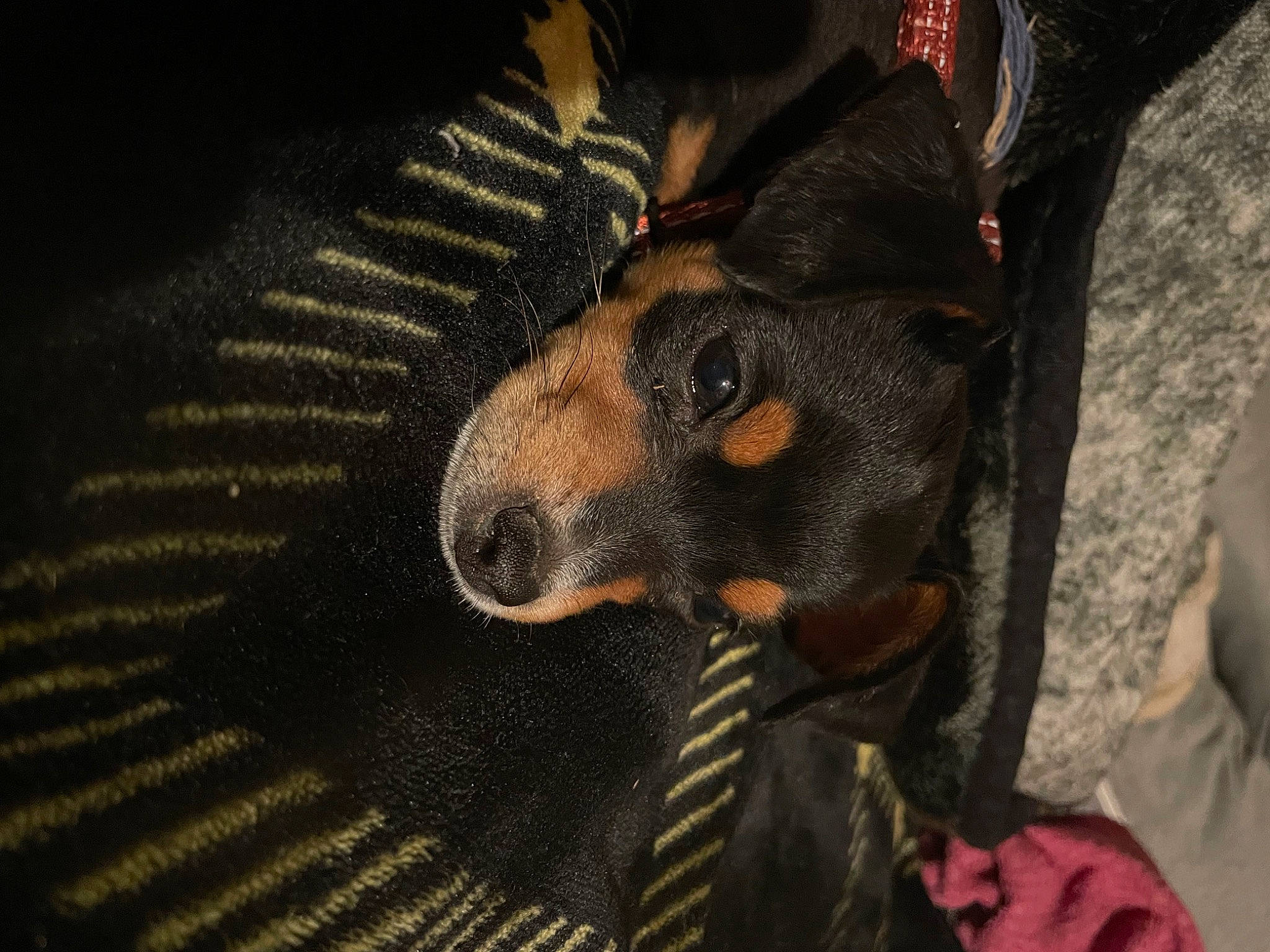 Travi joined the competition — help win amazing prizes! canidae, carnivore, companion_dog, darkness, dog, dog_breed, ear, fawn, fur, guard_dog, pattern, paw, puppy, snout, sporting_group, terrestrial_animal, toy_dog, whiskers, working_animal, working_dog