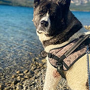 Dudu participe au concours pour gagner de l'argent avec cette photo : dog, akita, harness, water, lake, rocks, outdoor, nature, mountains, sunlight, pet, animal, portrait, fur, leash, canine, landscape, summer, blue_sky, closeup