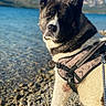 dog, akita, harness, water, lake, rocks, outdoor, nature, mountains, sunlight, pet, animal, portrait, fur, leash, canine, landscape, summer, blue_sky, closeup