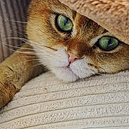 Rifi a rejoint le concours — aidez-le/la à gagner de superbes lots ! blanket, cat, close_up, cozy, cushion, cute, feline, fur, green_eyes, indoor, paw, pet, portrait, relaxed, resting, sleepy, soft, texture, warm, whiskers