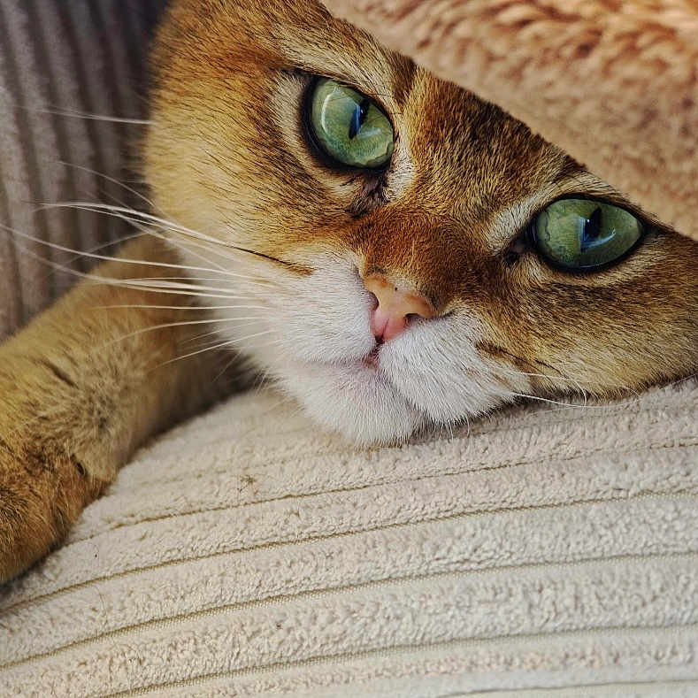Rifi a rejoint le concours — aidez-le/la à gagner de superbes lots ! blanket, cat, close_up, cozy, cushion, cute, feline, fur, green_eyes, indoor, paw, pet, portrait, relaxed, resting, sleepy, soft, texture, warm, whiskers