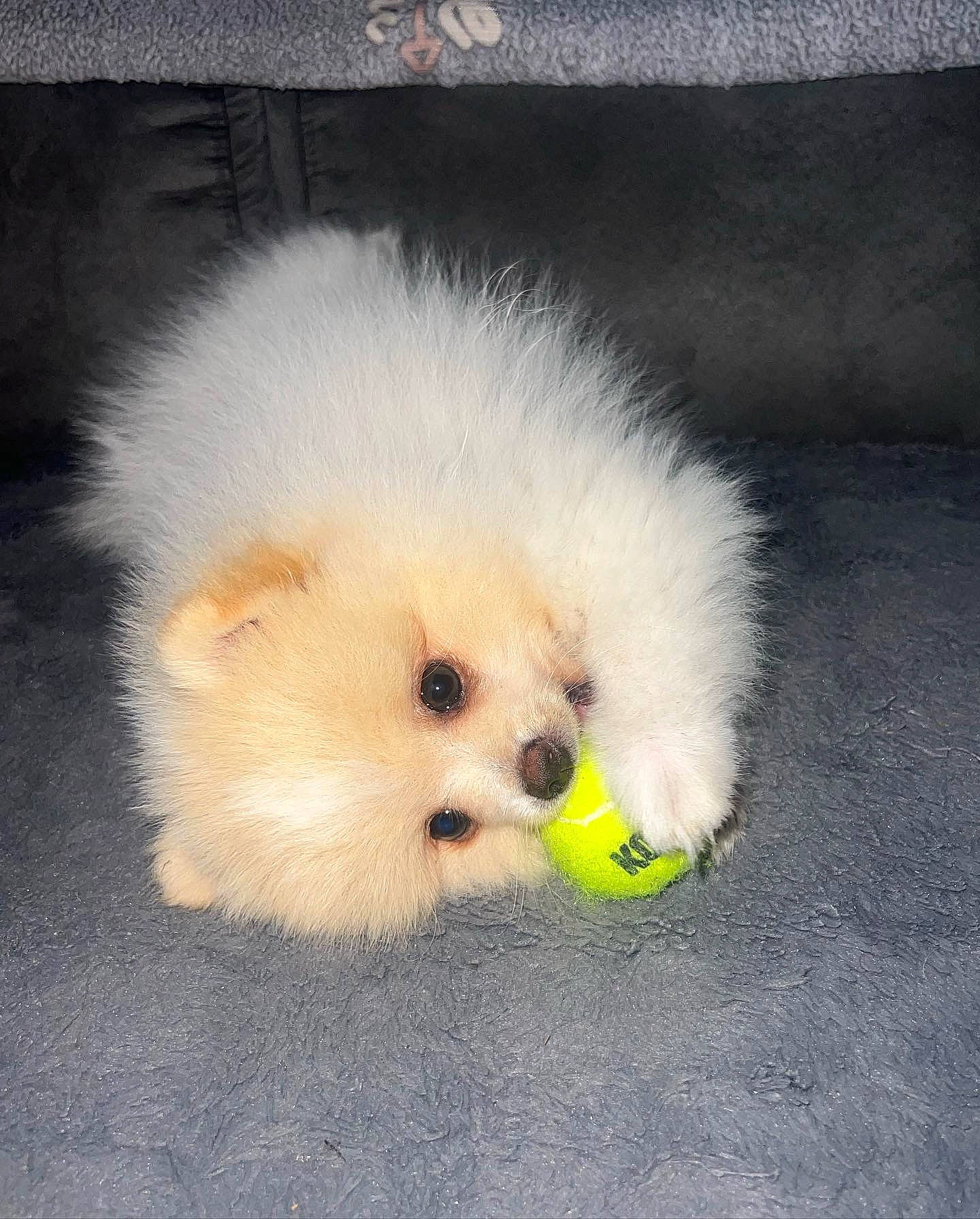 Boul participe au concours pour gagner de l'argent avec cette photo : ball, canidae, carnivore, companion_dog, dog, dog_breed, dog_supply, fashion_accessory, fawn, fur, maltepoo, plush, puppy, snout, sporting_group, stuffed_toy, tennis_ball, toy, toy_dog, whiskers