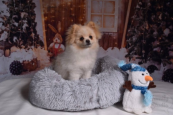 Boul participe au concours pour gagner de l'argent avec cette photo : canidae, carnivore, companion_dog, dog, dog_breed, dog_clothes, dog_collar, dog_supply, door, event, fawn, fur, pet_supply, pomeranian, snout, spitz, sporting_group, toy, toy_dog, working_animal