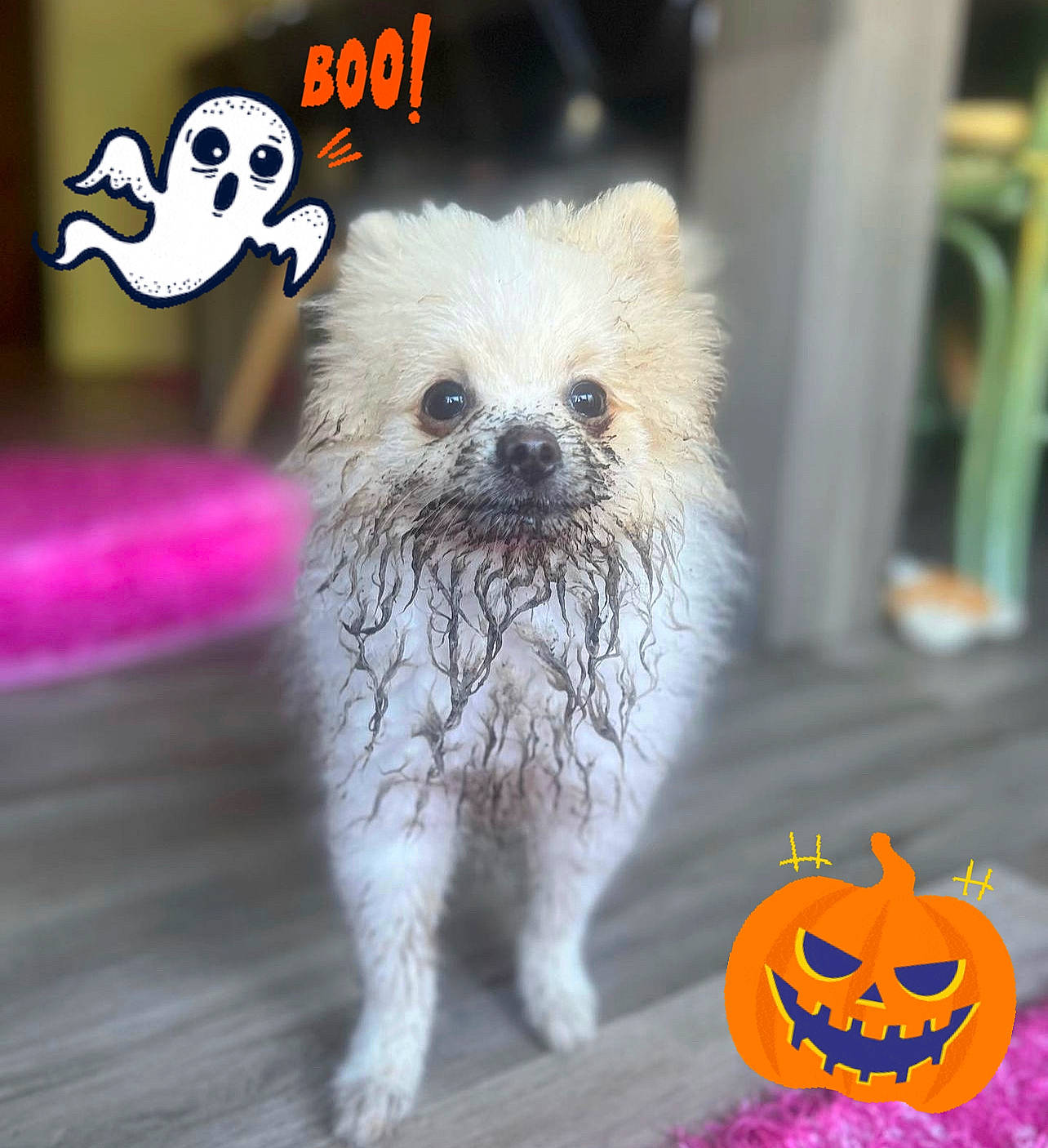 Boul participe au concours pour gagner de l'argent avec cette photo : calabaza, carnivore, collar, companion_dog, dog, dog_breed, dog_supply, event, fawn, font, fur, photo_caption, pumpkin, small_terrier, tail, terrestrial_animal, terrier, toy_dog, vegetable, whiskers