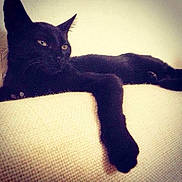 Nine participe au concours pour gagner de l'argent avec cette photo : black_cat, cat, pet, animal, feline, sofa, indoor, relaxing, paw, fur, whiskers, resting, home, cozy, texture, cute, mammal, domestic_animal, laying_down, eyes