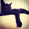 black_cat, cat, pet, animal, feline, sofa, indoor, relaxing, paw, fur, whiskers, resting, home, cozy, texture, cute, mammal, domestic_animal, laying_down, eyes