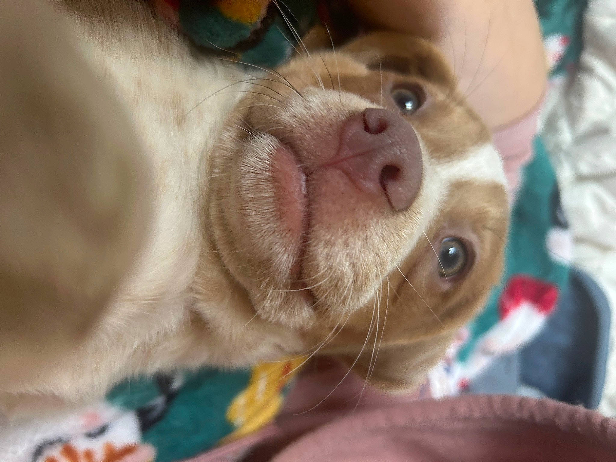 Cardi joined the competition — help win amazing prizes! canidae, carnivore, close_up, collar, companion_dog, dog, dog_breed, ear, eyelash, fawn, fur, liver, non_sporting_group, puppy, snout, sporting_group, toy_dog, whiskers, working_animal, wrinkle