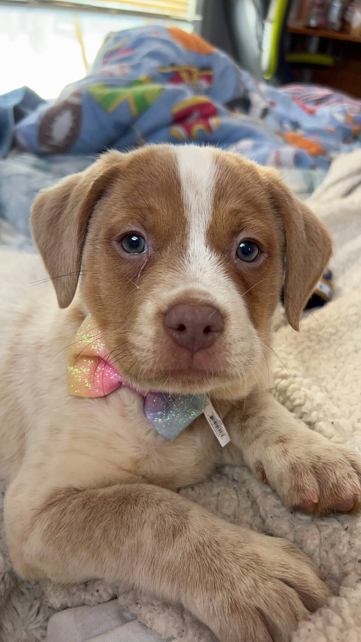 Cardi joined the competition — help win amazing prizes! canidae, carnivore, collar, companion_dog, dog, dog_breed, fawn, fur, liver, snout, sporting_group, terrestrial_animal, whiskers, working_animal