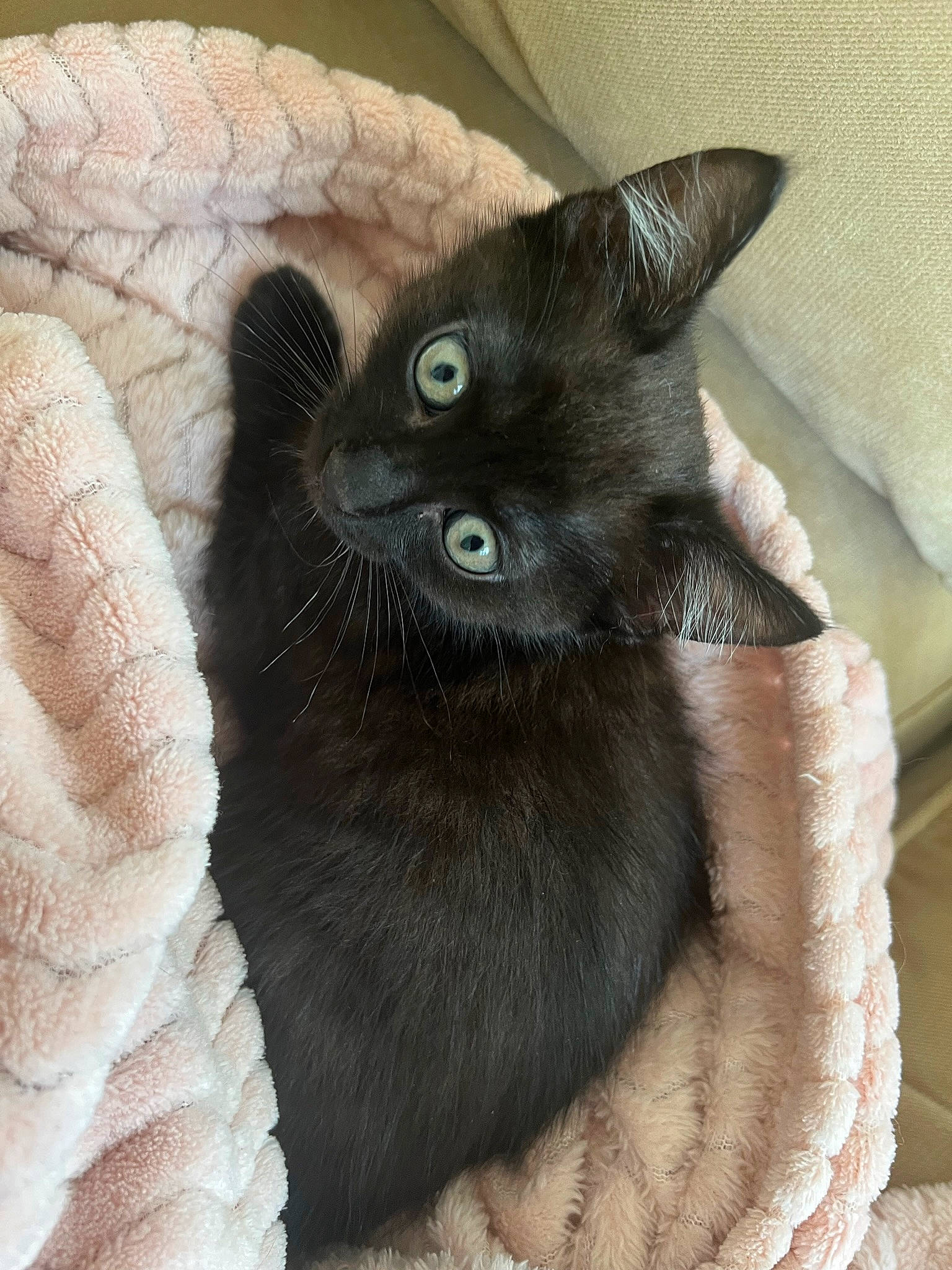 Nalle participe au concours pour gagner de l'argent avec cette photo : black_cat, bombay, carnivore, cat, cat_bed, cat_furniture, cat_supply, chartreux, claw, comfort, domestic_short_haired_cat, felidae, fur, grey, paw, small_to_medium_sized_cats, snout, tail, terrestrial_animal, whiskers