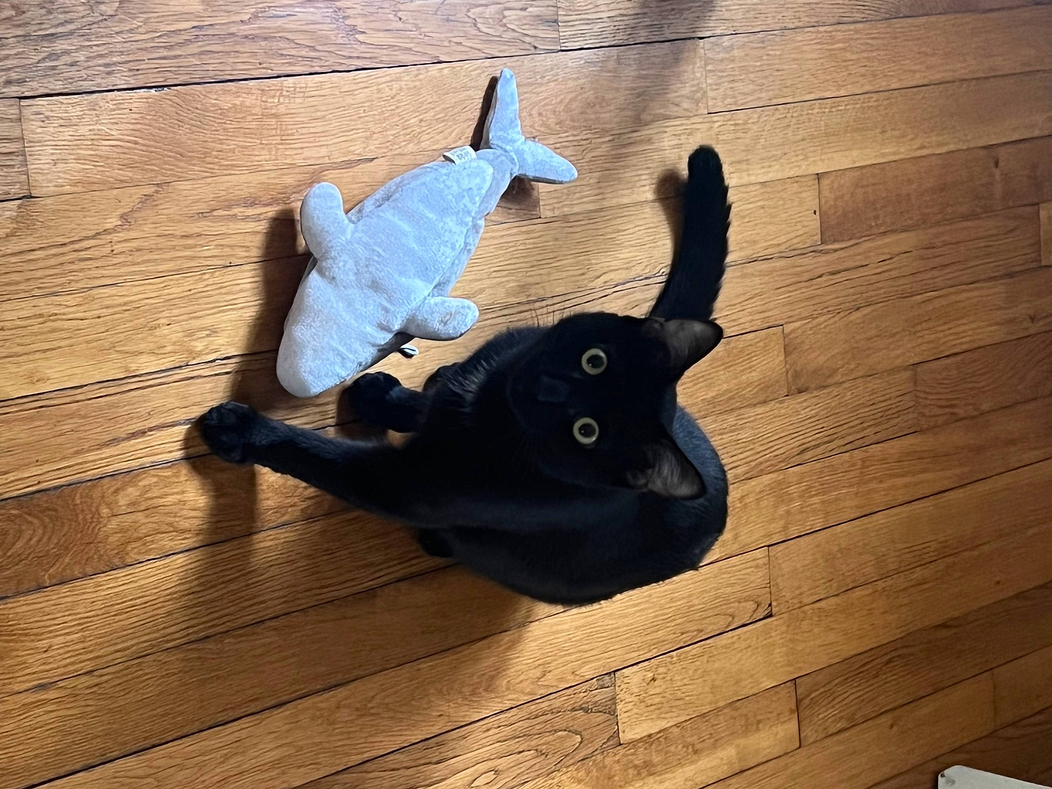 Nalle participe au concours pour gagner de l'argent avec cette photo : cloud, comfort, electric_blue, floor, flooring, foot, happy, hardwood, laminate_flooring, plank, plywood, shadow, sitting, sky, square, tints_and_shades, varnish, wood, wood_flooring, wood_stain