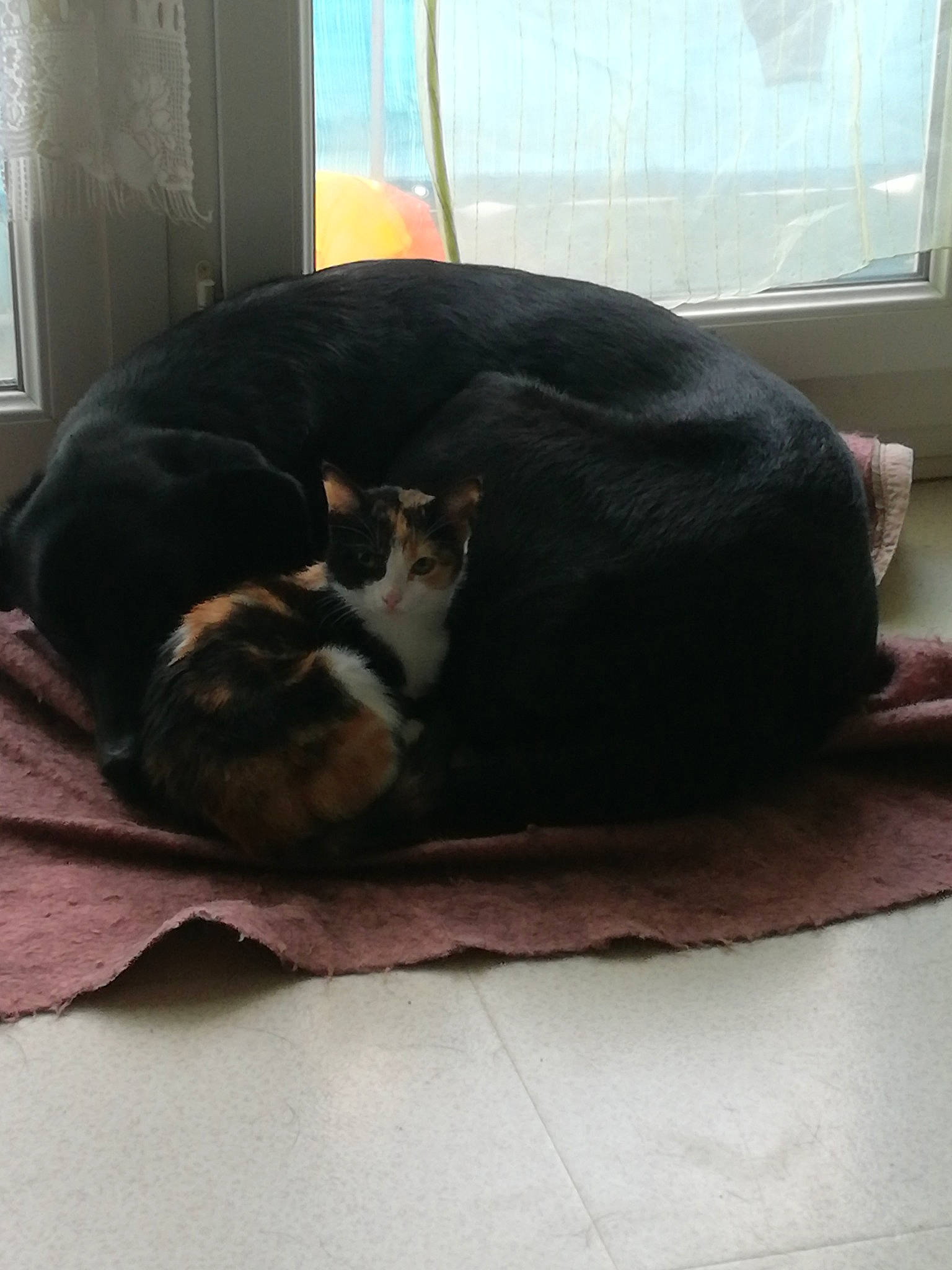 Mike participe au concours pour gagner de l'argent avec cette photo : bed, bed_sheet, black_cat, canidae, carnivore, cat, comfort, companion_dog, couch, ear, felidae, floor, fur, furniture, linens, nap, sleep, small_to_medium_sized_cats, tail, whiskers