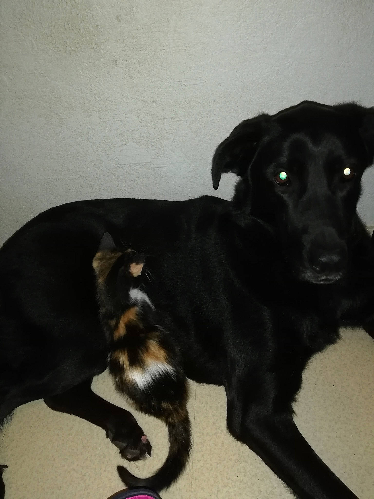 Mike a rejoint le concours — aidez-le/la à gagner de superbes lots ! beagador, borador, canidae, carnivore, dog, dog_breed, ear, eurohound, feist, labrador_retriever, mammal, patterdale_terrier, puppy, sporting_group, tail