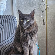 Arkane a rejoint le concours — aidez-le/la à gagner de superbes lots ! cat, gray_cat, longhaired_cat, fluffy, feline, pet, sitting, chair, armchair, indoor, home, furniture, striped_fabric, textured_wall, decor, sun_catcher, blue_cord, portrait, alert, whiskers