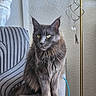 alert, armchair, blue_cord, cat, chair, decor, feline, fluffy, furniture, gray_cat, home, indoor, longhaired_cat, pet, portrait, sitting, striped_fabric, sun_catcher, textured_wall, whiskers