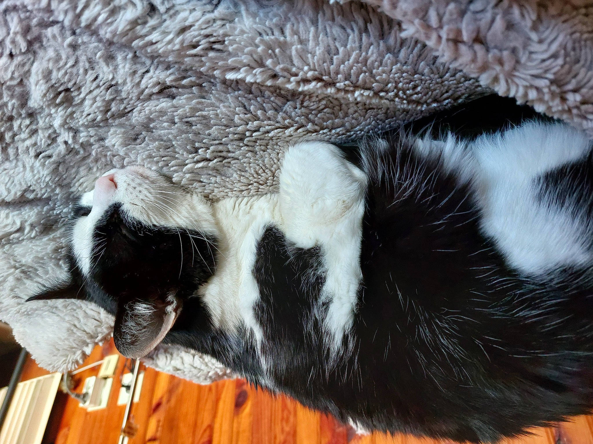 Chachoune participe au concours pour gagner de l'argent avec cette photo : carnivore, cat, claw, close_up, collar, comfort, dog_breed, domestic_short_haired_cat, fawn, felidae, fur, mammal, paw, small_to_medium_sized_cats, snout, sporting_group, tail, terrestrial_animal, whiskers, wood