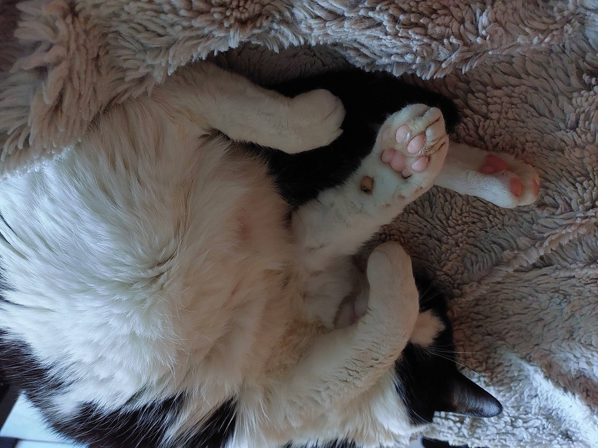 Chachoune participe au concours pour gagner de l'argent avec cette photo : canidae, carnivore, cat, cat_bed, claw, comfort, companion_dog, dog_breed, fang, fawn, felidae, fur, gesture, natural_material, paw, small_to_medium_sized_cats, snout, sporting_group, tail, whiskers