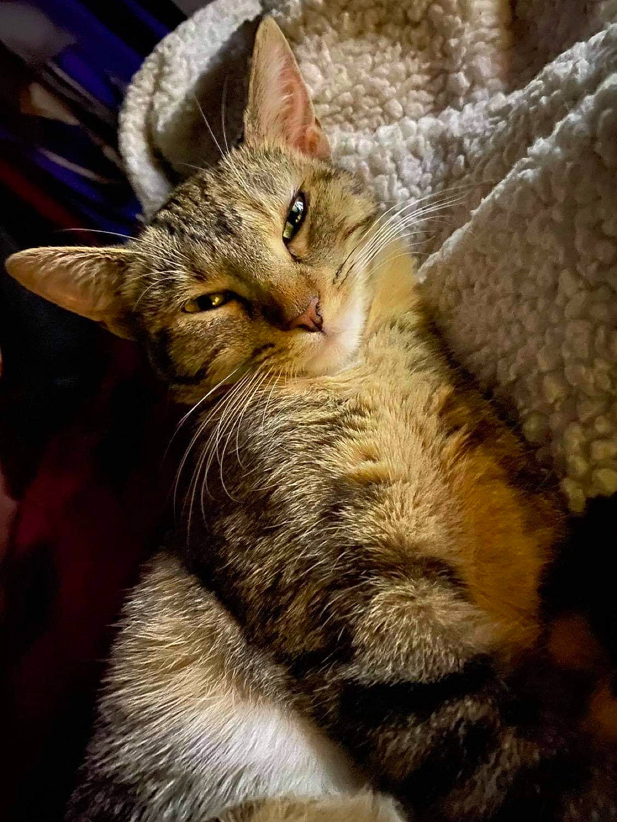 Yordis joined the competition — help win amazing prizes! carnivore, cat, claw, close_up, domestic_short_haired_cat, felidae, fur, nap, paw, sleep, small_to_medium_sized_cats, snout, tail, terrestrial_animal, whiskers, wildlife