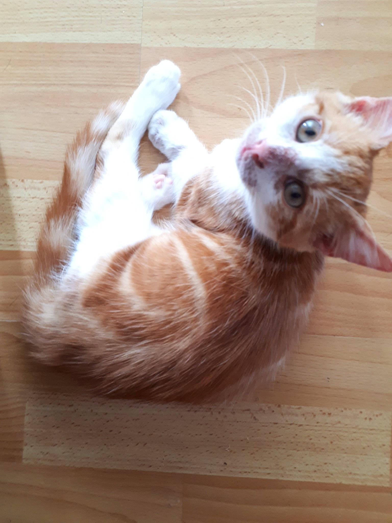 Rox a rejoint le concours — aidez-le/la à gagner de superbes lots ! aegean_cat, american_curl, arabian_mau, carnivore, cat, ear, european_shorthair, fawn, felidae, fur, german_rex, kitten, mammal, munchkin, paw, small_to_medium_sized_cats, tail, turkish_van, whiskers