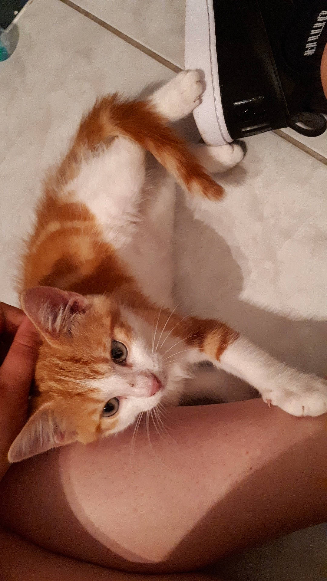 Rox a rejoint le concours — aidez-le/la à gagner de superbes lots ! aegean_cat, carnivore, cat, european_shorthair, fawn, felidae, fur, kitten, mammal, ragamuffin, small_to_medium_sized_cats, whiskers