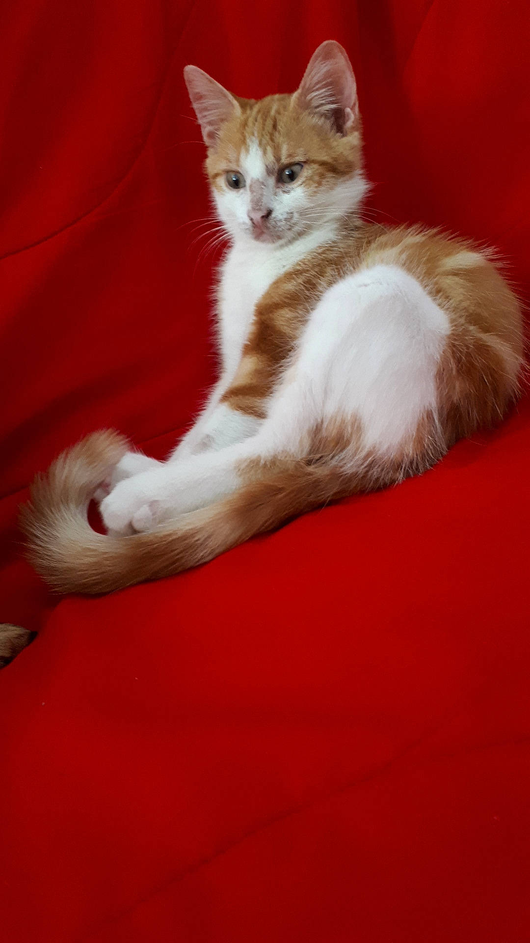 Rox participe au concours pour gagner de l'argent avec cette photo : aegean_cat, american_wirehair, arabian_mau, asian, carnivore, cat, domestic_short_haired_cat, felidae, fur, kitten, mammal, oriental_longhair, paw, polydactyl_cat, small_to_medium_sized_cats, tail, turkish_angora, turkish_van, whiskers