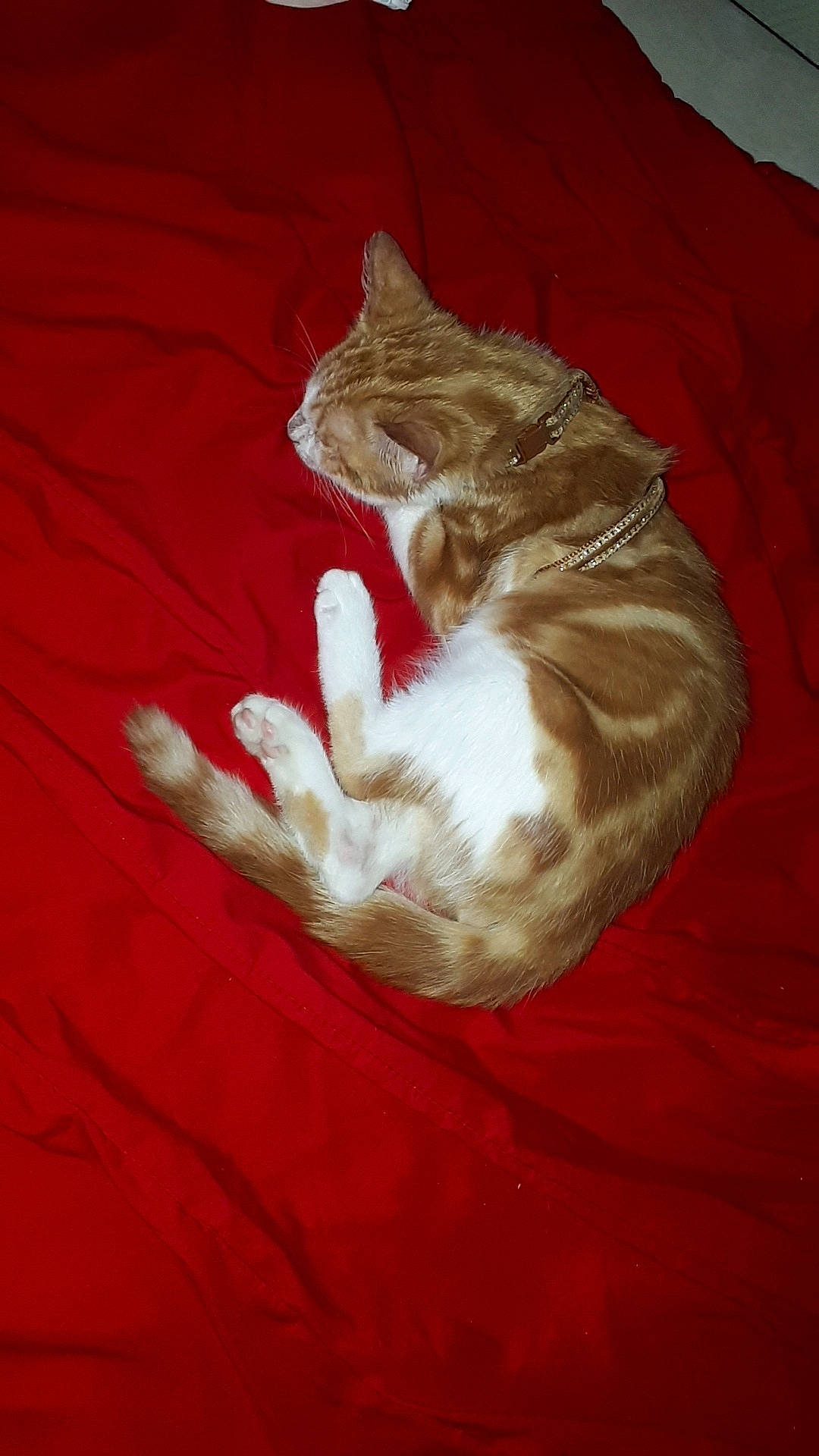 Rox participe au concours pour gagner de l'argent avec cette photo : carnivore, cat, claw, european_shorthair, felidae, fur, german_rex, kitten, paw, small_to_medium_sized_cats, tail, whiskers