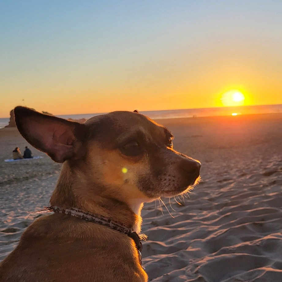 Ali