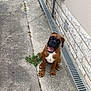 Ayrton a rejoint le concours — aidez-le/la à gagner de superbes lots ! dog, puppy, boxer, concrete, outdoor, happy, smiling, pet, animal, wall, drainage, grass, sidewalk, playful, cute, young_dog, brown_dog, sitting, head_tilt, canine