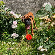 Ayrton a rejoint le concours — aidez-le/la à gagner de superbes lots ! dog, puppy, boxer, brown_dog, garden, grass, flowers, roses, greenery, orange_ball, playful, sunlight, outdoor, pet, animal, tongue_out, young_dog, nature, summer, wall