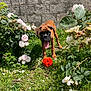 dog, puppy, boxer, brown_dog, garden, grass, flowers, roses, greenery, orange_ball, playful, sunlight, outdoor, pet, animal, tongue_out, young_dog, nature, summer, wall