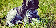 Sherlock participe au concours pour gagner de l'argent avec cette photo : blue_picardy_spaniel, canidae, carnivore, cocker_spaniel, dog, dog_breed, english_cocker_spaniel, french_spaniel, german_longhaired_pointer, german_spaniel, grass, hunting_dog, mammal, picardy_spaniel, rare_breed_dog, russian_spaniel, small_munsterlander, spaniel, sporting_group, vertebrate