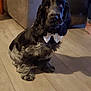 Sherlock a rejoint le concours — aidez-le/la à gagner de superbes lots ! american_cocker_spaniel, beagador, blue_picardy_spaniel, canidae, carnivore, cocker_spaniel, companion_dog, dog, dog_breed, english_cocker_spaniel, fawn, field_spaniel, german_spaniel, mammal, rare_breed_dog, russian_spaniel, spaniel, sporting_group, sussex_spaniel, vertebrate